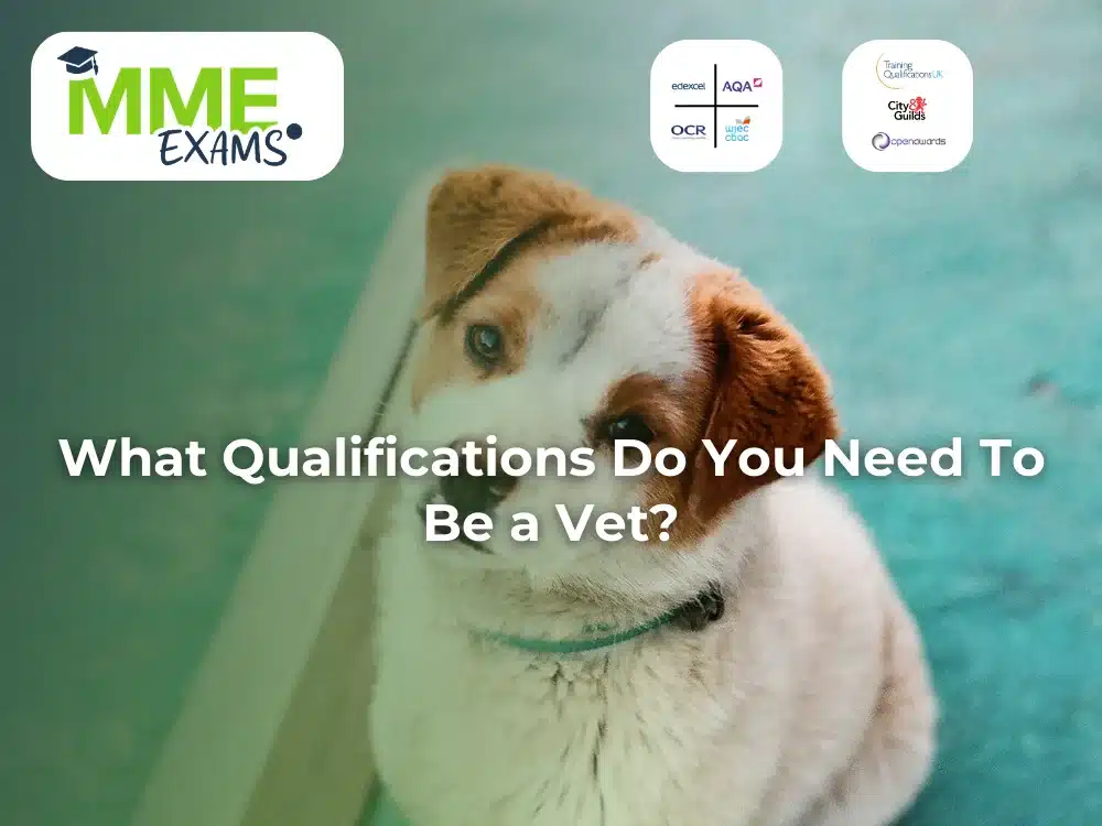 What Qualifications Do You Need To Be a Vet?
